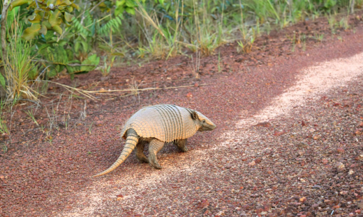 Fauna protegida garante a presença de animais, como o tatu-bolo