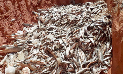 O pescado é extremamente perecível, assim como todos os produtos de origem animal, por isso, as barreiras estão com atenção redobrada