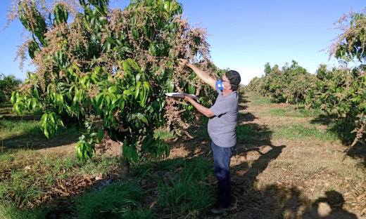 José Oliveira Fernandes é beneficiário do projeto de Assistência Técnica e Extensão Rural para Médios Produtores executado pelo Governo do Estado
