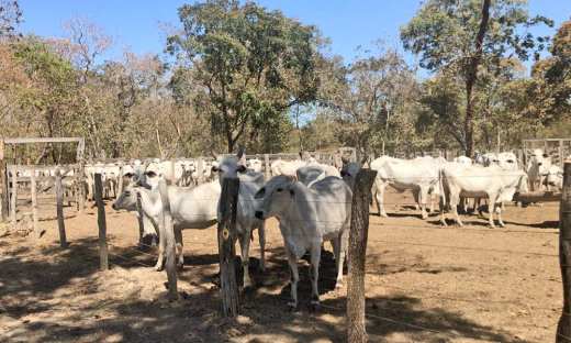 Governo do Tocantins deve vacinar 100 mil animais contra febre aftosa na Ilha do Bananal