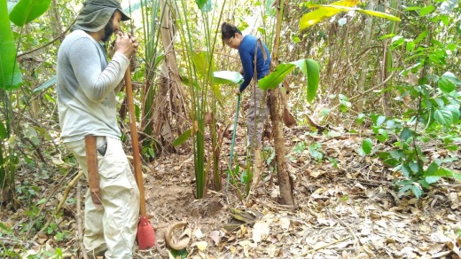 Ação também foram extraídas partes vegetativas como raiz e parte aérea de duas espécies, a Bananeira-brava e a Helicônia-papagaio, típicas do sub-bosque de ambientes de mata ciliar