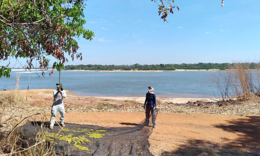 Ruraltins coleta mais de 20 mil sementes nativas