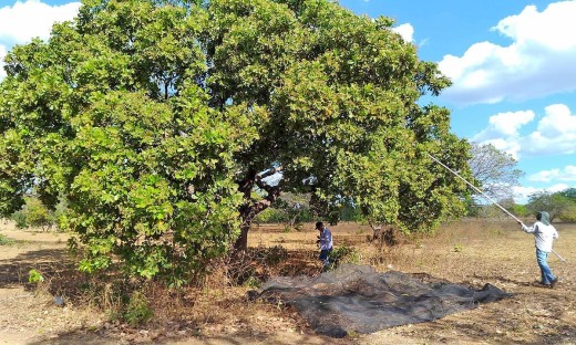 Coletas foram feitas em áreas de cerrado, floresta, pastagens e na zona urbana dos municípios  de Lagoa da confusão, Caseara, Marianópolis e Pium