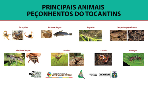 População deve ficar atenta ao aparecimento destes animais