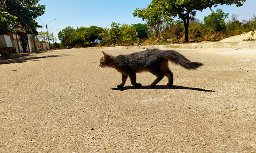 Animais devem estar protegidos dentro de casa, permitir o acesso à rua pode levar a atropelamentos e outras mazelas como o envenenamento 