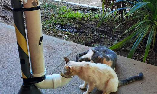 Desenvolvido na sede do órgão na Capital, trabalho voluntário cuida de cerca de oito animais