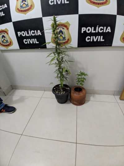 Apreensão de plantação de cannabis - maconha.