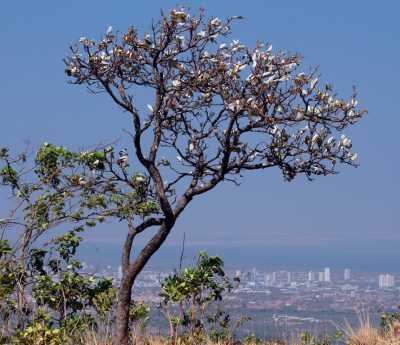 Cerrado é o bioma que compõe 87% de todo território do Tocantins Cerrado é o bioma que compõe 87% de todo território do Tocantins