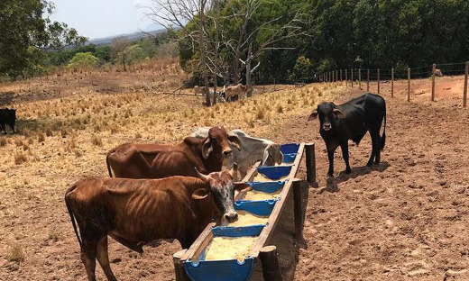 Adapec fez coleta do material nos cochos da propriedade