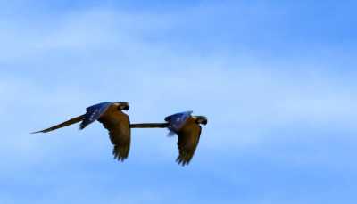 Comitê atua na defesa dos direitos dos animais em todo o Estado