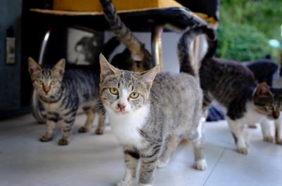 Palestras vão tratar de temas relacionados à proteção dos animais de produção, esporte, laboratório, silvestres e domésticos