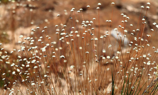 Capim-dourado (Syngonanthus nitens) é uma planta herbácea da família Eriocaulaceae, que ocorre nos campos limpos úmidos