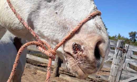 Mormo é uma doença infectocontagiosa que pode ser transmitida também para o ser humano