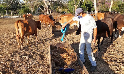 Com a ajuda da família, o produtor conta, no momento, com 17 vacas, destas, 10 em período de lactação