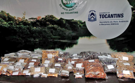 Todas as sementes coletadas são encaminhadas para a Universidade Federal do Tocantins (UFT), câmpus de Gurupi