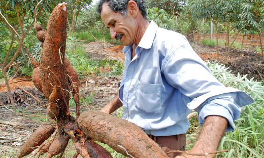 Produção de mandioca está nos 139 municípios tocantinenses                    