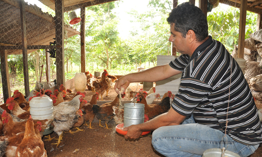 Criação de galinha caipira é uma das atividades do pequeno produtor