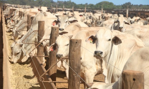 Criação de bovinos em confinamento, na Fazenda São Geraldo, município de Marianópolis, região central do Estado