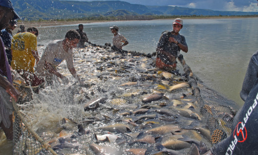 Produção de peixe no Tocantins é uma atividade em crescimento