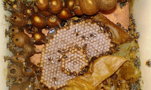 Produção de mel no Tocantins é uma atividade em crescimento
