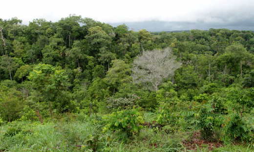 Sítio Agro Florestal Mãe Terra em Taquaruçu Grande também recebeu o plantio de mudas