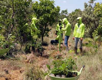 Foram plantadas durante o ano, 34 mil mudas nativa, a fim de recuperar a fauna e flora de áreas degradadas Foram plantadas durante o ano, 34 mil mudas nativa, a fim de recuperar a fauna e flora de áreas degradadas