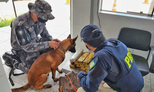 Cão farejador do GOC em ação