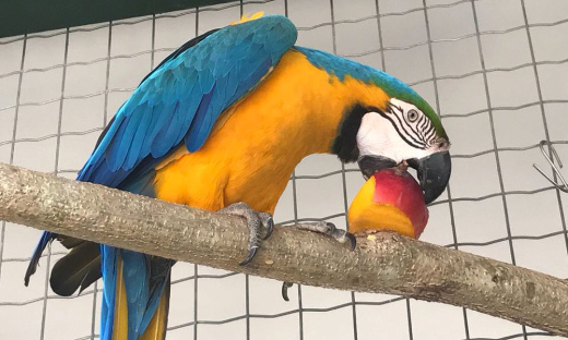 Arara canindé se alimentando no Cefau 