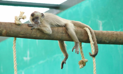 Primata em descanso no Centro de Fauna