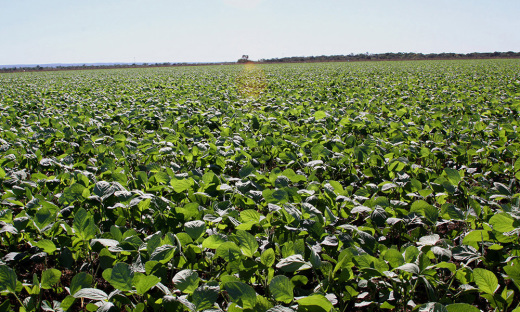 Tocantins teve um aumento expressivo na sua área plantada, saltando de 600 milhectares, em 2010, para um 1,6 milhão de hectares, em 2020