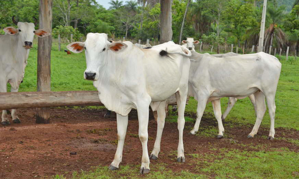 Vacinacao Contra A Brucelose No Tocantins Atinge 94 04 Das Bovideas Em Idade Vacinal Noticias Portal Tocantins