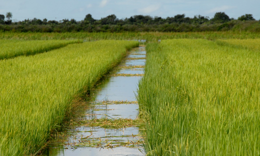 Previsão inicial é de aumento na área plantada da cultura do arroz
