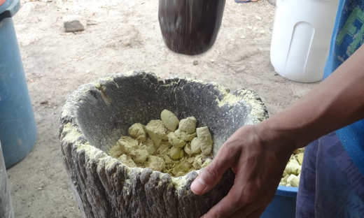 Moradores da APA do Jalapão colhem jatobá, que será transformado em farinha 