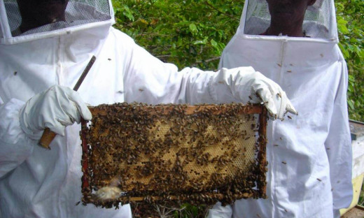 Tocantins conta atualmente com 53 apiários cadastrados na Adapec