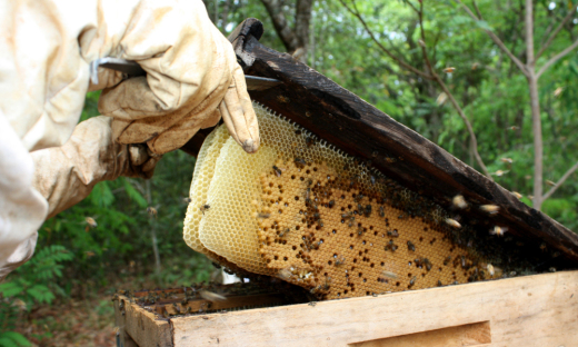 Adapec orienta os apicultores sobre cuidados com a presença de pragas nas colmeias