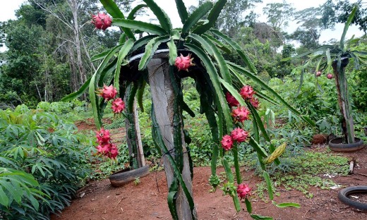 Produtor João Gomes Gontijo, morador do Rancho das Pitayas, próximo a Buritirana, distrito de Palmas,  investe no cultivo da pitaya