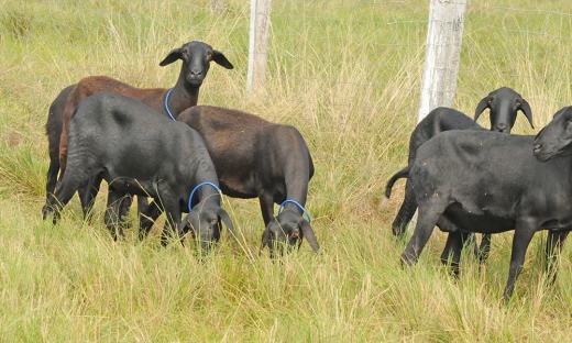 Projeto de pesquisa mostra o desenvolvimento na criação de ovinos no Tocantins