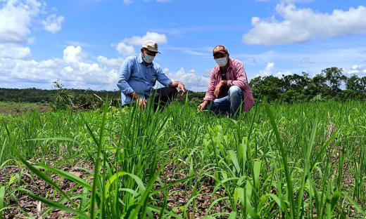 Na propriedade, o jovem agricultor, orientado pelo técnico do Ruraltins, investiu no cultivar de arroz de terras altas resistente a herbicida