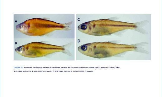 Artigo publicado no início do mês, no periódico científico Neotropical Ichthyology descreve a descoberta de duas novas espécies de peixes no alto rio Tocantins