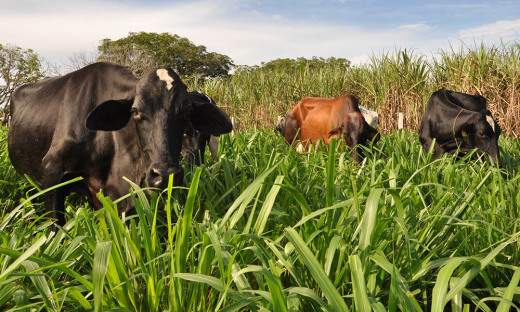 Tocantins possui um rebanho de 200 mil cabeças de vacas leiteiras
