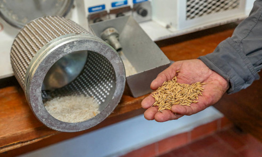 Estado está produzindo sementes de arroz genuinamente tocantinense e, em breve, estará disponível aos produtores