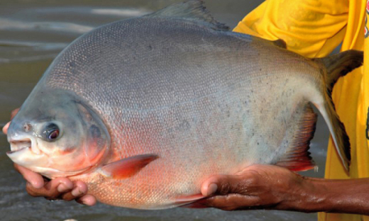 Produção de pescado no Estado soma um total de 14.328,62 kg
